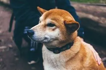 Šiba Inu