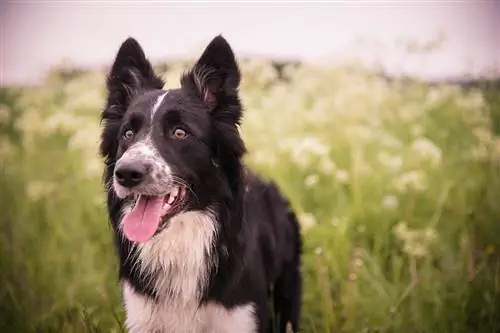 Bordie Collie