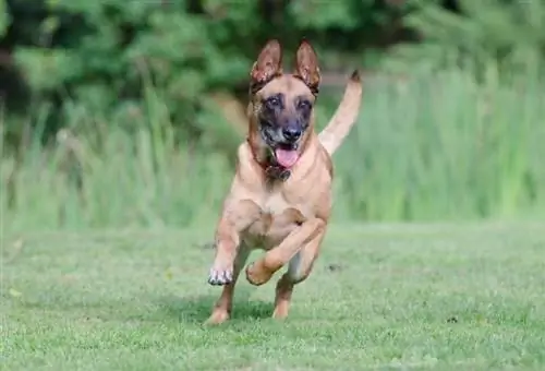 Malinois belgian