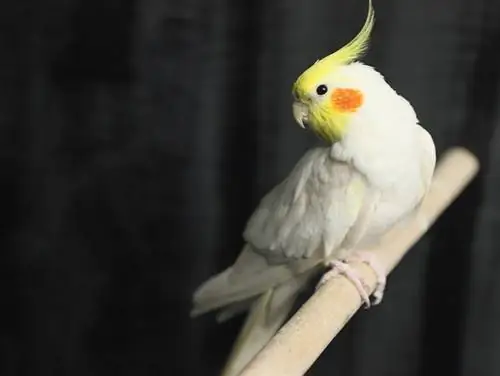 lutino cockatiel lintu kyydissä kepillä