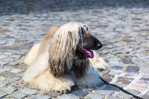 cão de caça