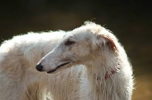 borzoi