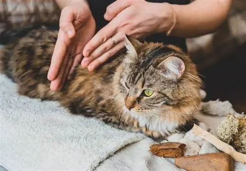 Мышык массажы деген эмне? Алар жөнгө салынганбы?