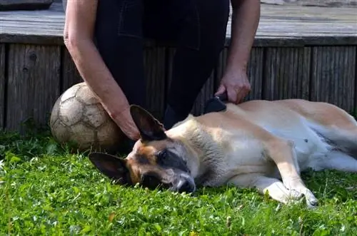 Une femme brosse son chien malinois belge