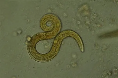 Parassiti microscopici nei gatti (Aelurostrongylus abstrusus)