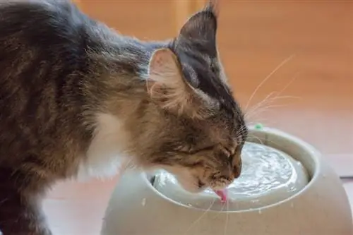 Kat drink uit keramiekbak