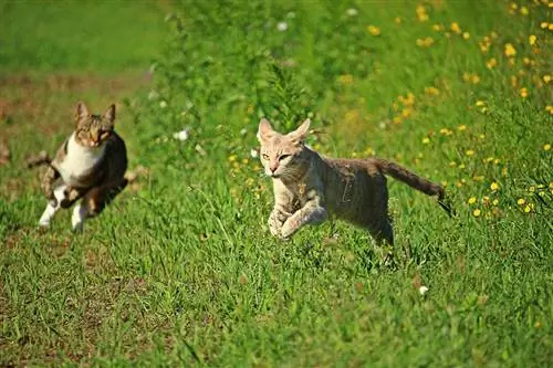 mga pusang tumatakbo