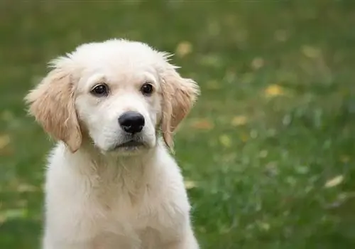 perro perdiguero de oro