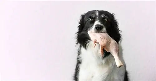 border collie sa sirovom piletinom