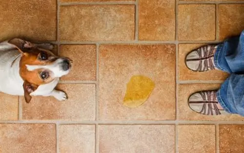 cachorro urinando no chão