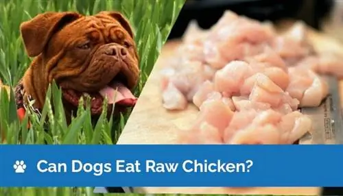 ¿Pueden los perros comer pollo crudo? ¿El pollo crudo es bueno para los perros?