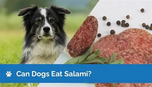 I cani possono mangiare il salame? Cosa hai bisogno di sapere