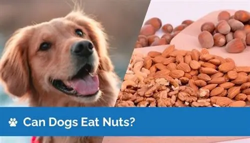 ¿Pueden los perros comer frutos secos? ¿Qué nueces son seguras? ¡Lo que necesitas saber