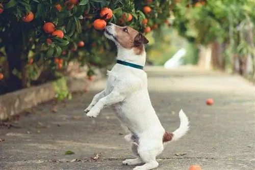 Jack Russell får apelsiner från trädet