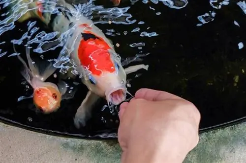 feeding-goldfish-by-hand_Kana. Wana_shutterstock