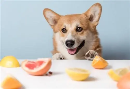 Corgi äter citrusapelsiner