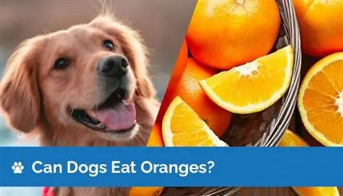 Les chiens peuvent-ils manger des oranges ? Que souhaitez-vous savoir