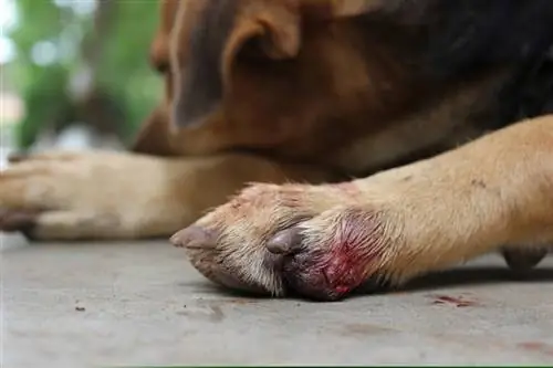 Seekor anjing berdarah di kakinya