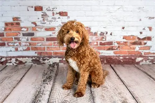 Quelle est la taille d'un Mini Goldendoodle ? Taille moyenne & Tableau de croissance