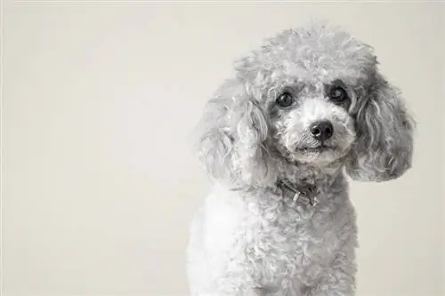 poodle prateado_TETSUZO-KIZZGAWA_shutterstock