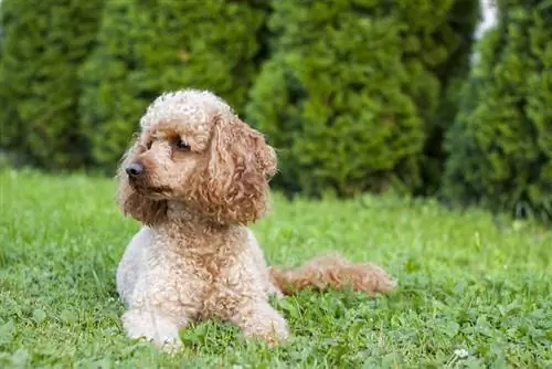 Caniche Sable