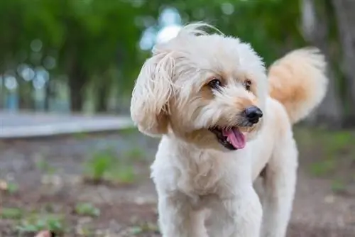 Rattle Poodle Rat Terrier barreja