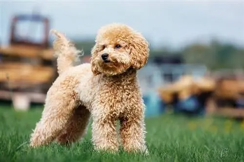 Perro de caniche rizado de albaricoque de pura raza