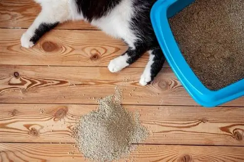 kucing di sebelah kotak sampah