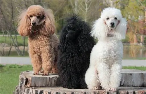 11 Poodle Colors & Marcações (com fotos)