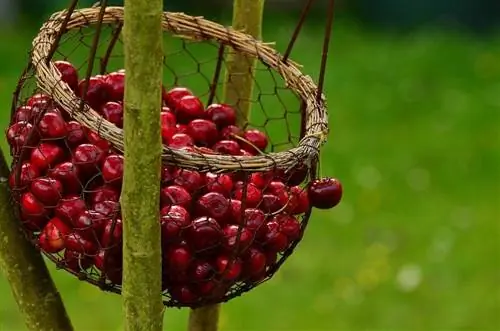 canasta llena de cerezas