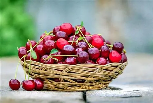 cerezas en una canasta