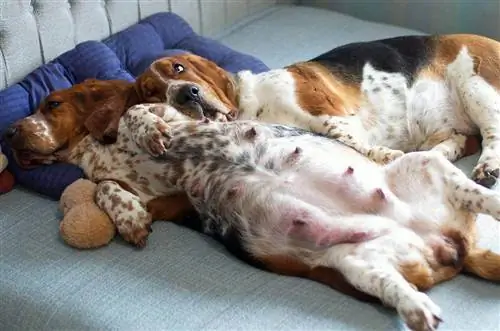 wanandoa Bassets