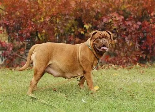 ciężarny Dogue de Bordeaux