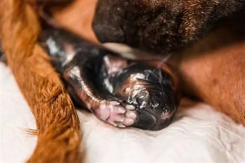 Câine Rhodesian Ridgeback care dă naștere, cățeluș nou-născut în sac amniotic