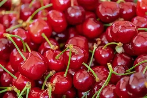 ¿Pueden los gatos comer cerezas? ¡Lo que necesitas saber