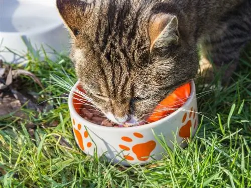 kattenvoer recept tonijn eten in het gras