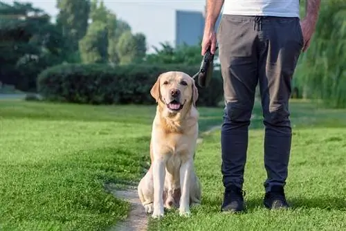 hombre entrenando a su perro