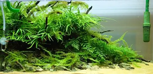 তক্তা ট্যাংক সবুজ সুন্দর aquascape