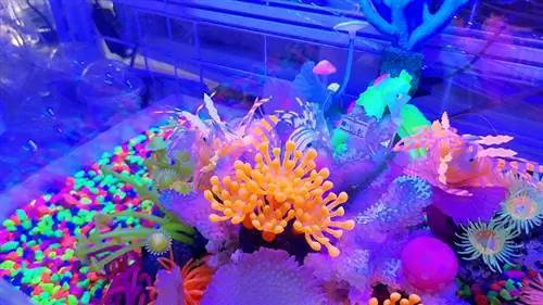 Isang imahe ng isang makulay na fluorescent color aquarium accessory na ipinapakita sa shop