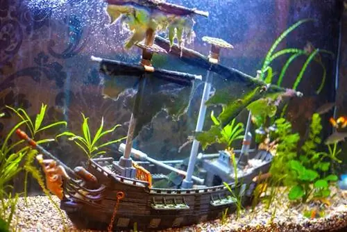 tema acquario pirata