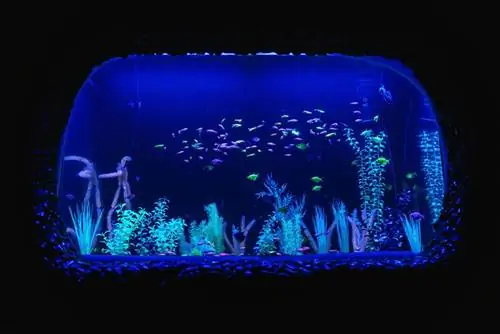 Neon Theme Aquarium