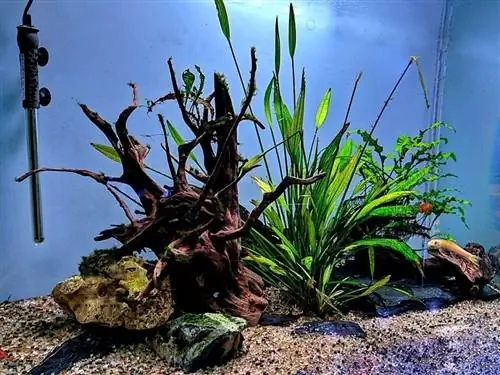 4 DIY-Aquarium-Themen & 11 Ideen, die Sie dazu inspirieren, Ihr eigenes Aquarium zu kreieren