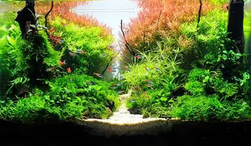 Percorsi serpeggianti Aquascape