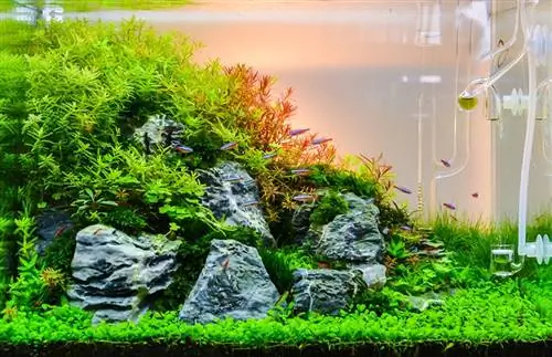 শান্ত উদ্যান Aquascape অ্যাকোয়ারিয়াম