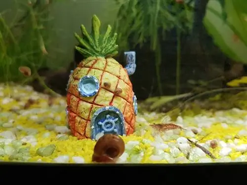 Spongebob Aquarium