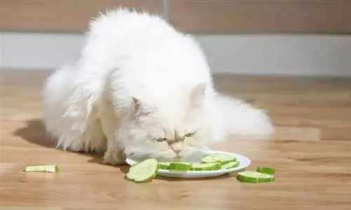 pepino comedor de gato