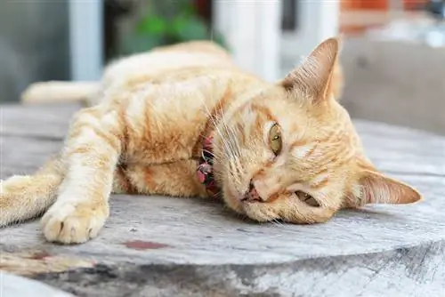 Kedilerde Toksikozun 7 Belirtisi & Yapılması Gerekenler: Veterinerimiz Açıklıyor