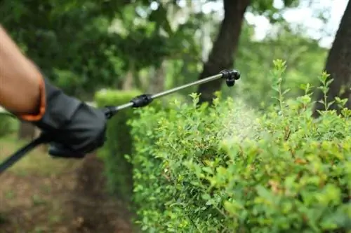 Arbusto de pulverización al aire libre