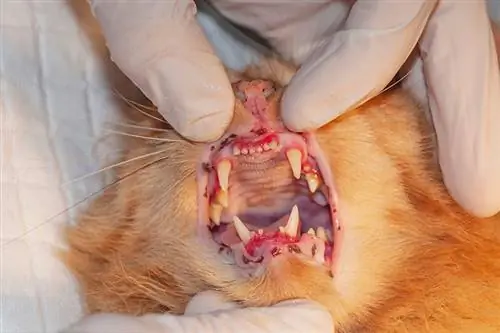 veterinario examinando los dientes de un gato