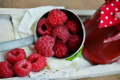 ድመቶች Raspberries መብላት ይችላሉ? ማወቅ ያለብዎት ነገር